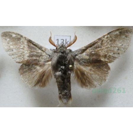 Stauropus fagi (Linnaeus, 1758) male Potwora buczynówka Czech13k